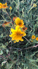 Engelmannia peristenia