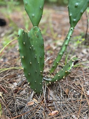 Opuntia mesacantha