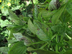 Peronospora belbahrii