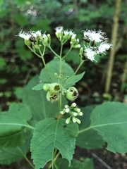Schizomyia eupatoriflorae