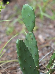 Opuntia mesacantha