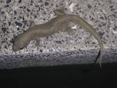 Gehyra mutilata