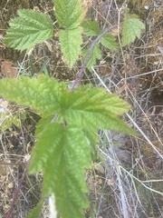Rubus ursinus
