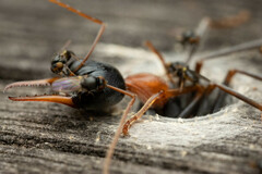 Myrmecia nigrocincta