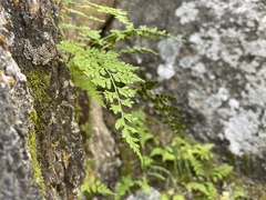 Cystopteris fragilis