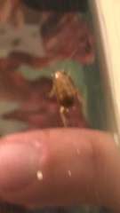 Ectobius pallidus
