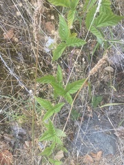 Rubus ursinus