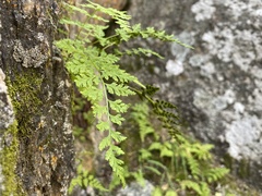 Cystopteris fragilis
