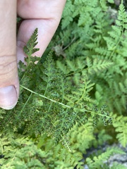 Cystopteris fragilis