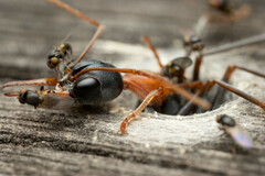 Myrmecia nigrocincta