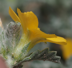 Turnera diffusa