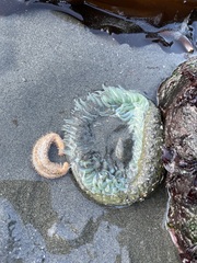 Anthopleura xanthogrammica