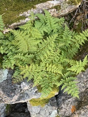 Cystopteris fragilis