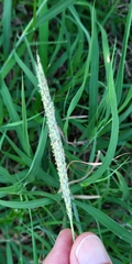 Bothriochloa laguroides