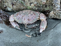 Romaleon antennarium