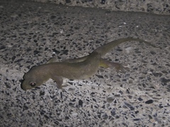 Gehyra mutilata
