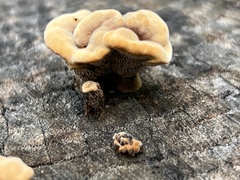 Gloeophyllum trabeum