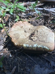 Caloboletus rubripes