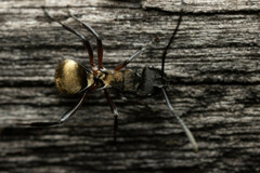 Polyrhachis rufifemur