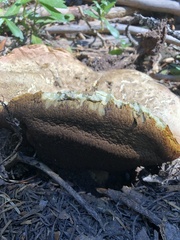 Caloboletus rubripes