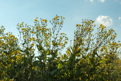 Silphium perfoliatum