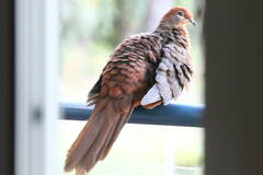 Macropygia phasianella