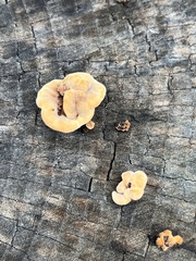 Gloeophyllum trabeum