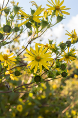 Silphium perfoliatum