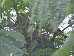 Spinus psaltria