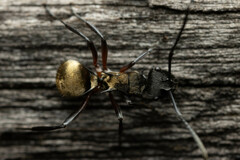 Polyrhachis rufifemur