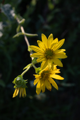 Silphium integrifolium