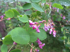 Lespedeza thunbergii