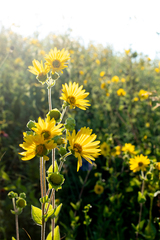 Silphium integrifolium