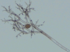 Peronospora belbahrii
