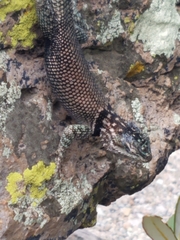 Sceloporus jarrovii