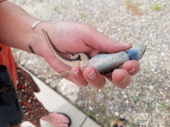 Sceloporus jarrovii