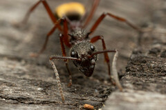 Dolichoderus extensispinus