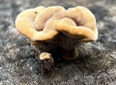 Gloeophyllum trabeum