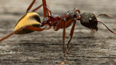 Dolichoderus extensispinus