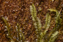 Lophocolea bidentata