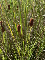 Typha laxmannii