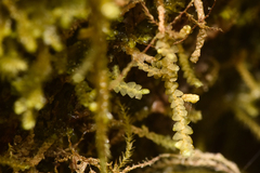 Calypogeia