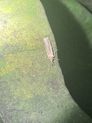 Crambus