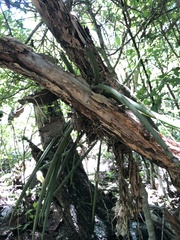 Trichocentrum brachyphyllum