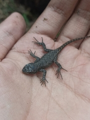 Sceloporus grammicus