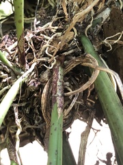 Trichocentrum brachyphyllum