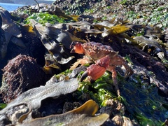 Glebocarcinus oregonensis