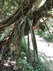 Trichocentrum brachyphyllum