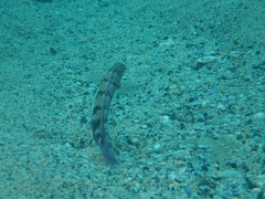 Eupetrichthys angustipes