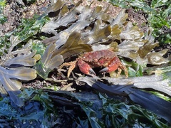 Glebocarcinus oregonensis